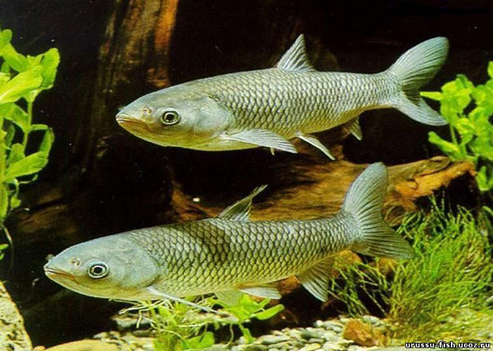 Carpa