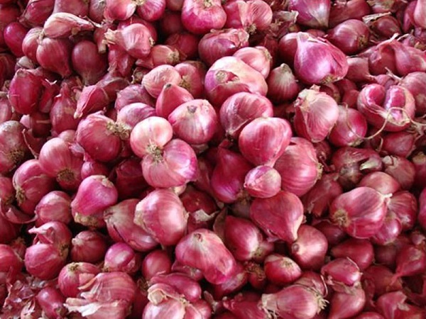Cebolla morada