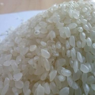 Arroz Japonica