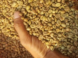 Café de Proceso Miel Robusta