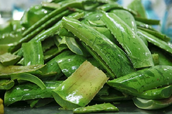 Hojas frescas de aloe vera