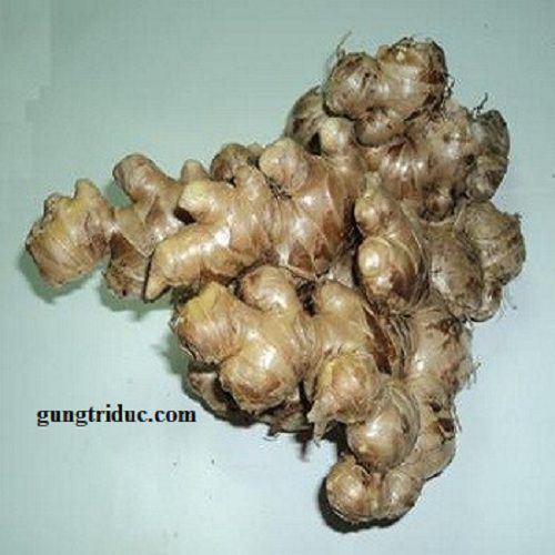 Variedad de jengibre