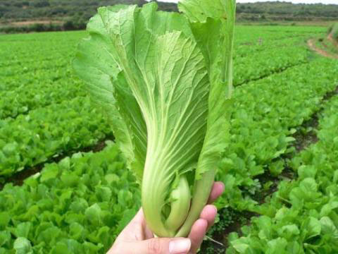 Mostaza verde