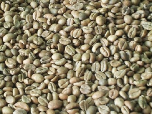Granos de café Excelsa