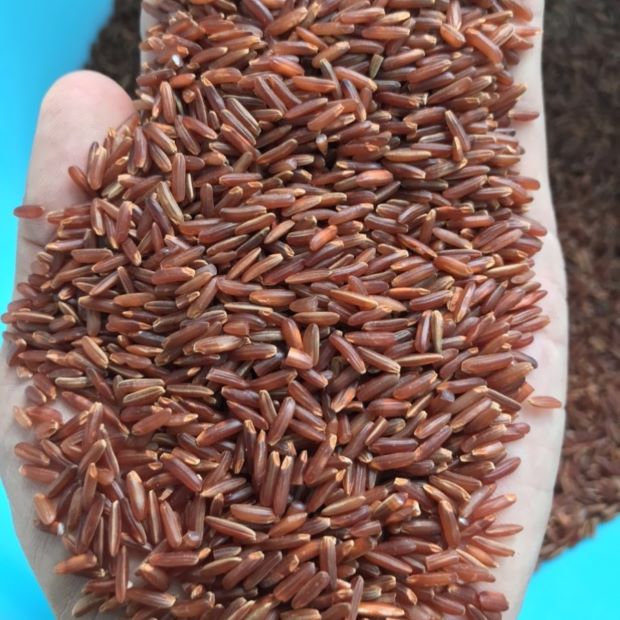Arroz Rojo de Dragón