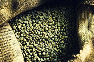 Granos de café Arábica