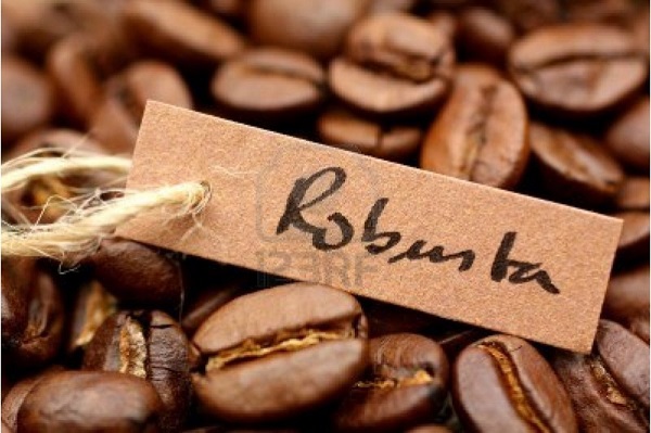 Granos de café Robusta tostados