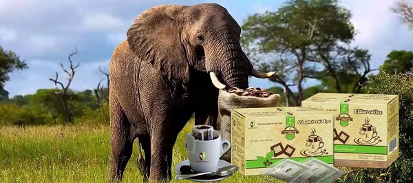Café de elefante