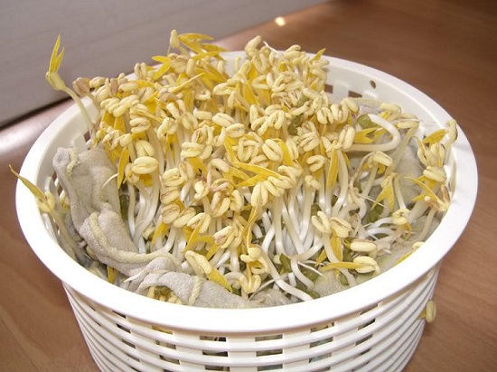 Brotes de soja