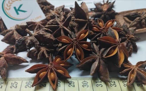 Anís estrellado de primavera