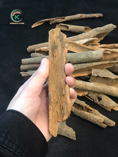 Canela Rota