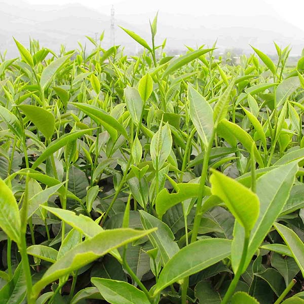 Fertilizante NPK Silic 15-5-10