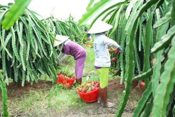 Plátano