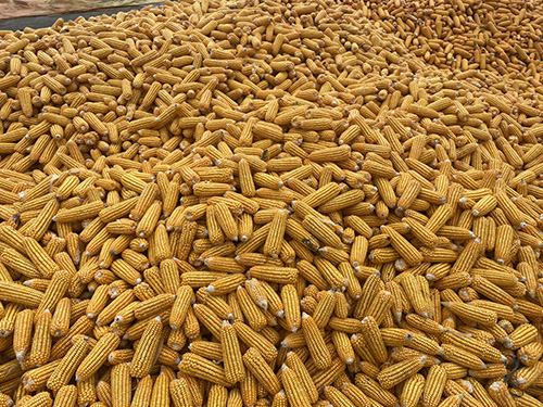 Canela partida