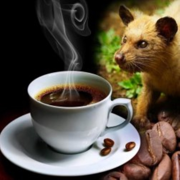 Café de comadreja