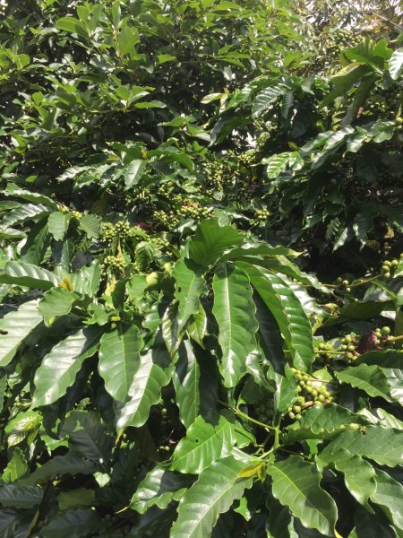 Macadamia