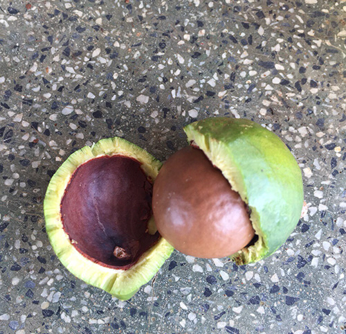 Macadamia