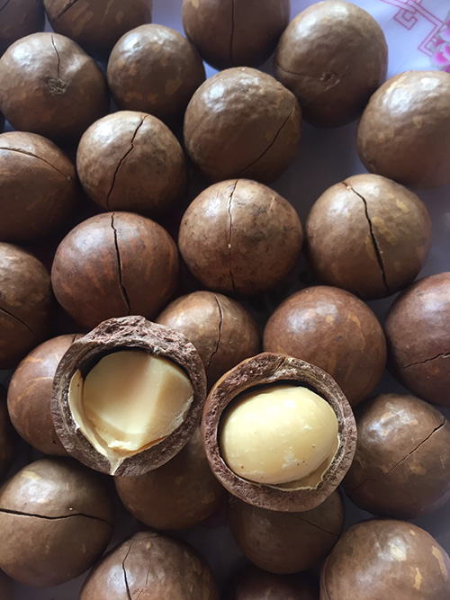 Nuez de Macadamia