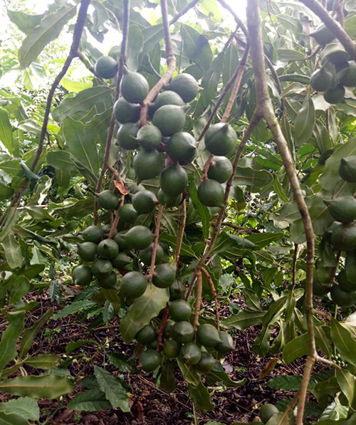 Macadamia