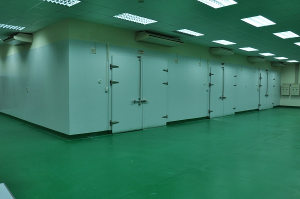 Pitahaya - Pulpa Blanca
