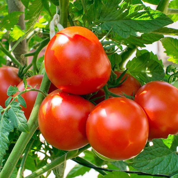 Fertilizante de silicio
