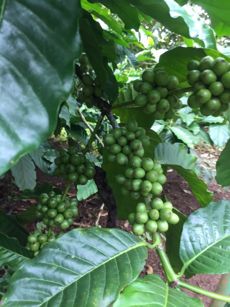 Macadamia