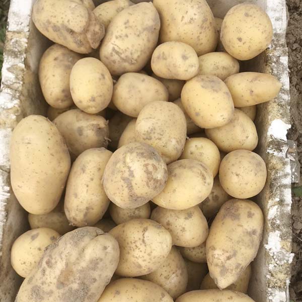 8 Melocotones Silic Silicamon Fertilizante