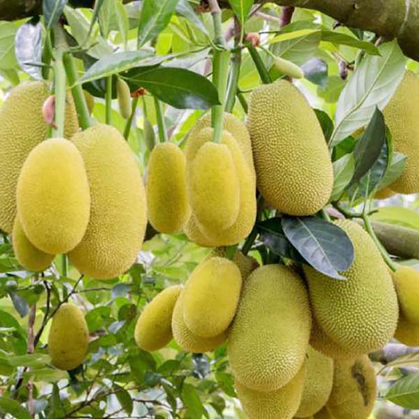 Preparación microbiana para la degradación de la celulosa de la flor de magnolia