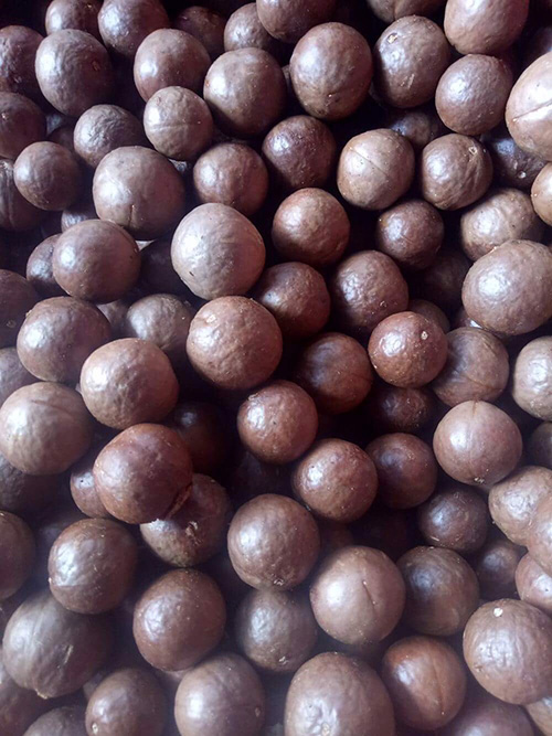 Nuez de Macadamia