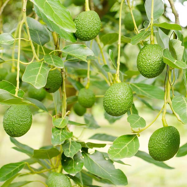 Fertilizante de silicio